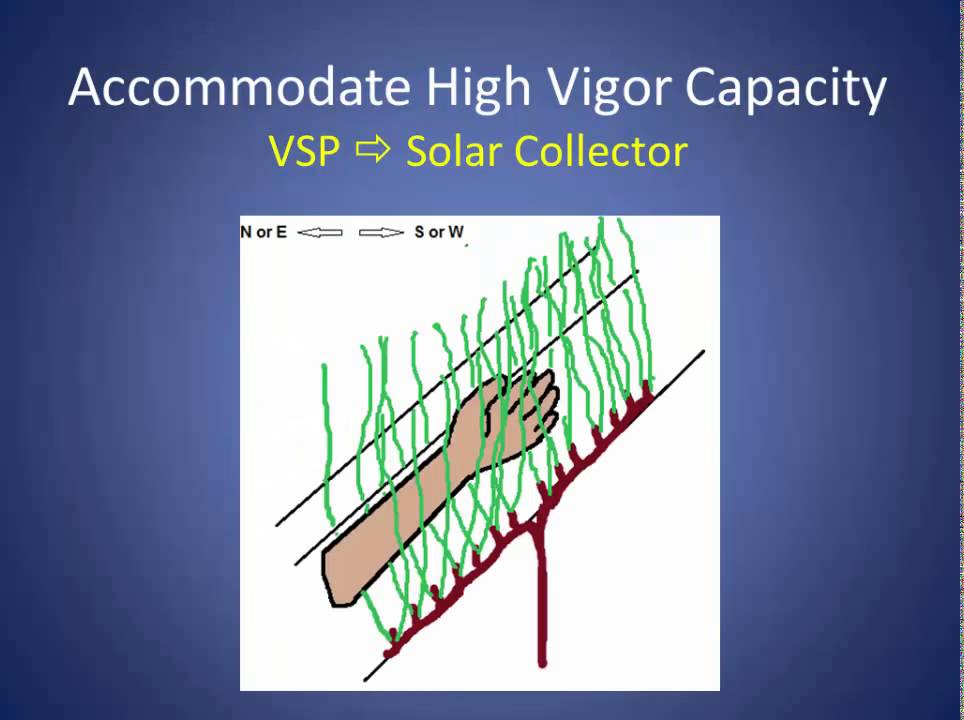 Changing Vineyard Training Systems