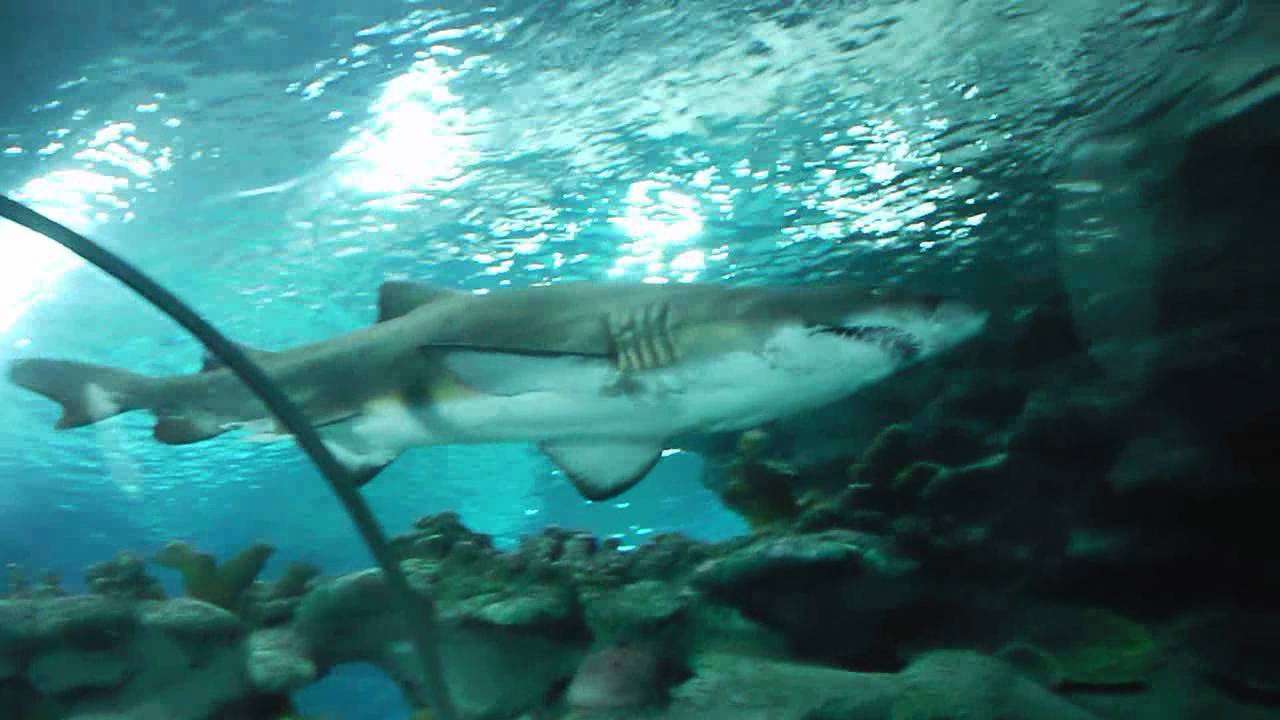 Swimming with sharks! - Blue Planet Aquarium