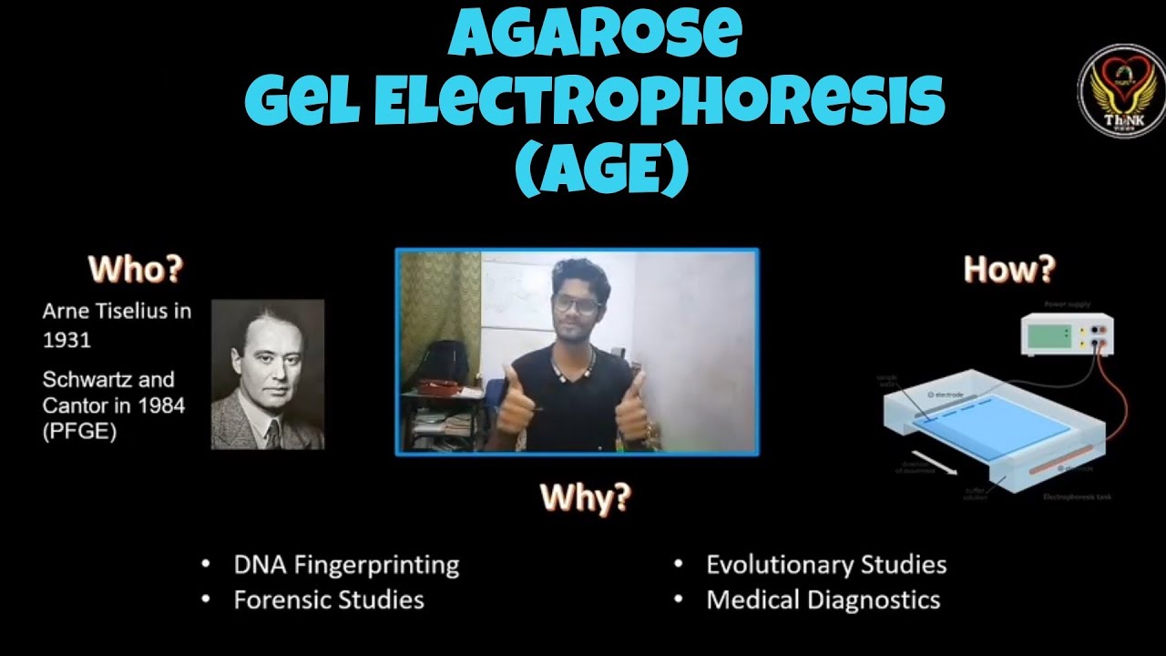 Agarose Gel Electrophoresis | AGE | Tamil | Explanation Animation | PAGE | Biology | ThiNK VISION