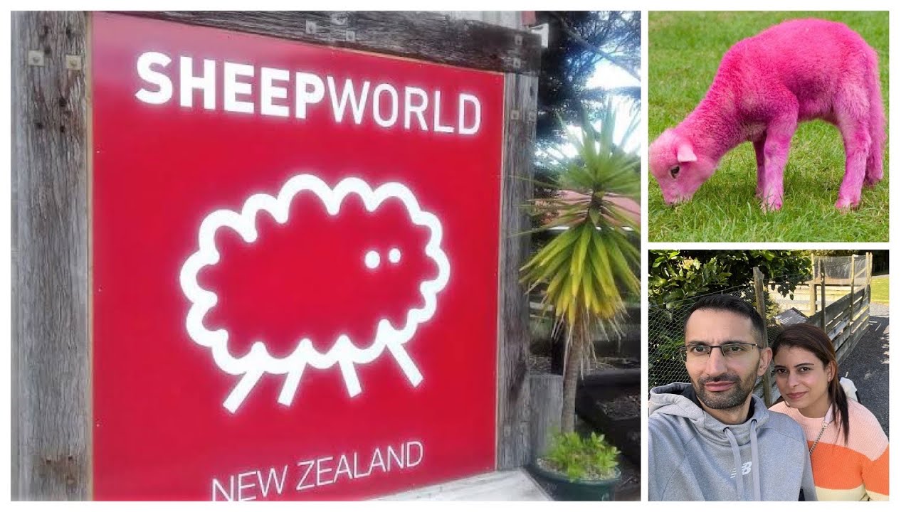 SHEEP WORLD: Shearing wool 6KG : Farm Animals