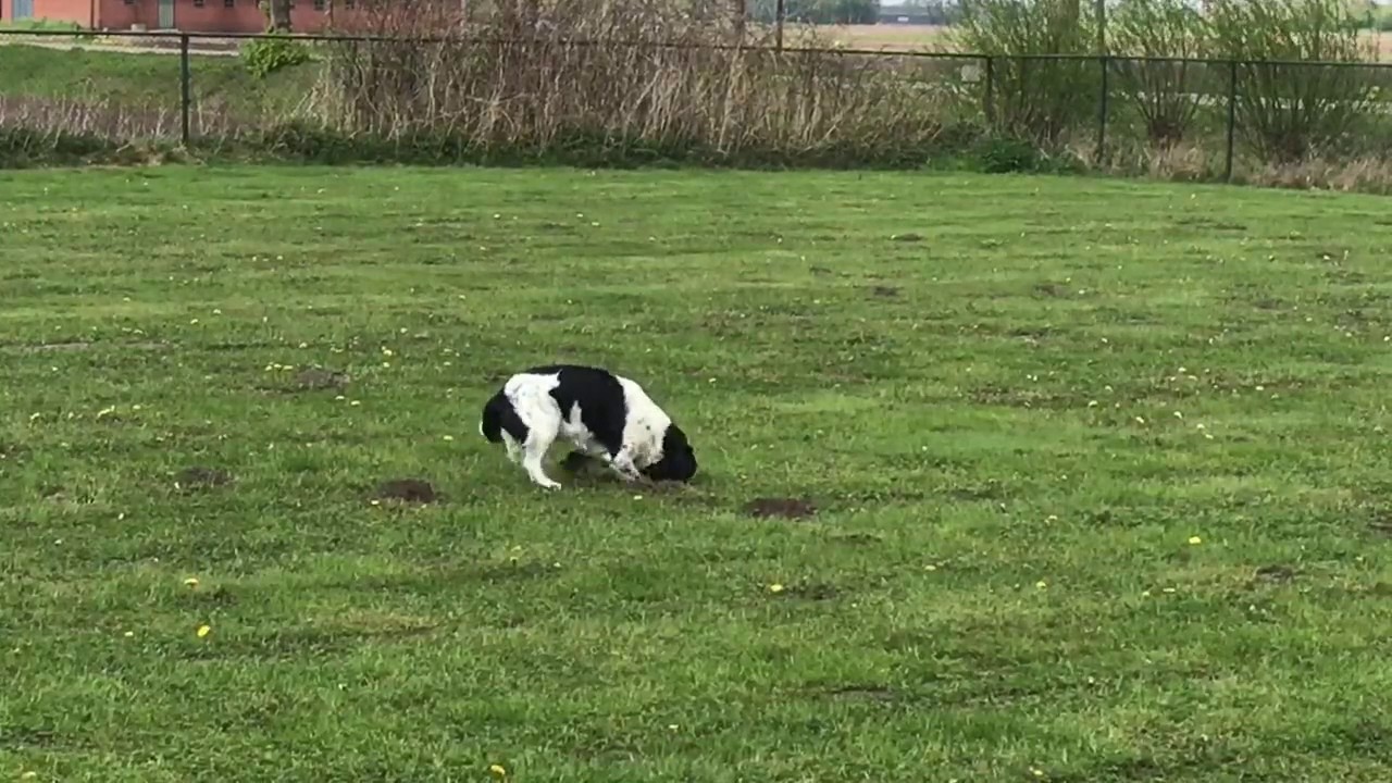 Stabij vangt Mol
