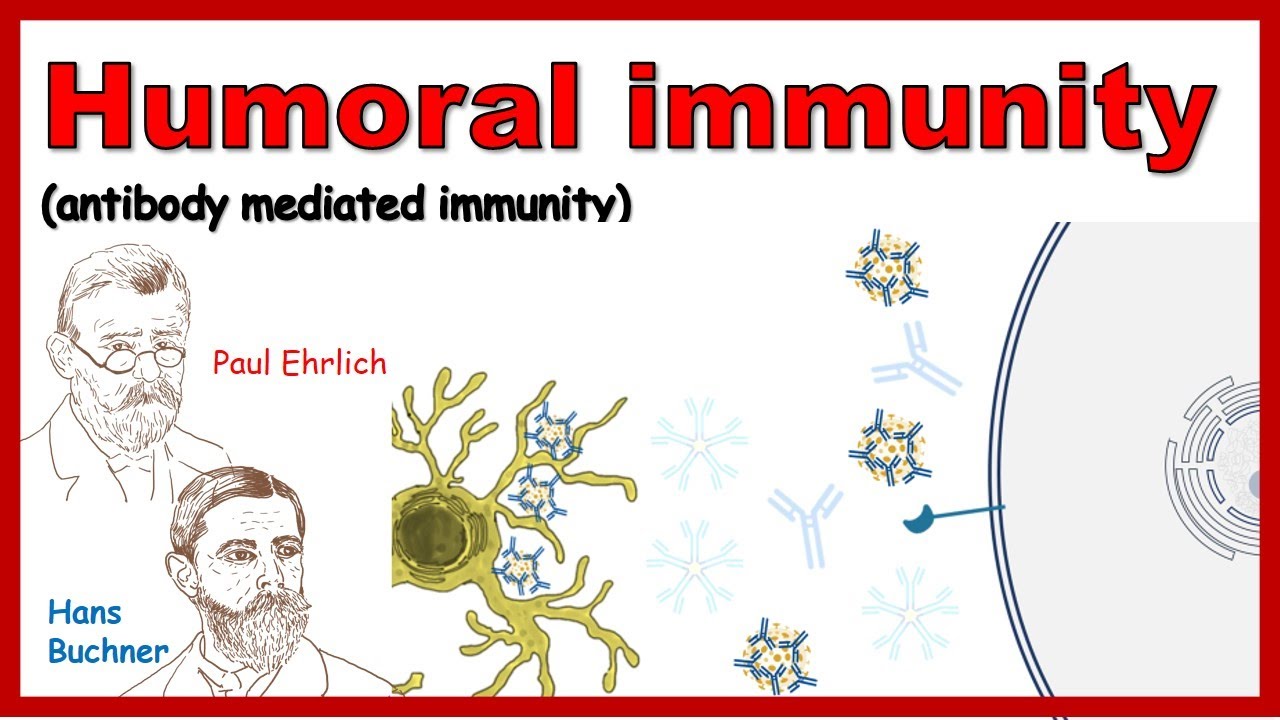 Humoral immune response (Antibody mediated immunity)