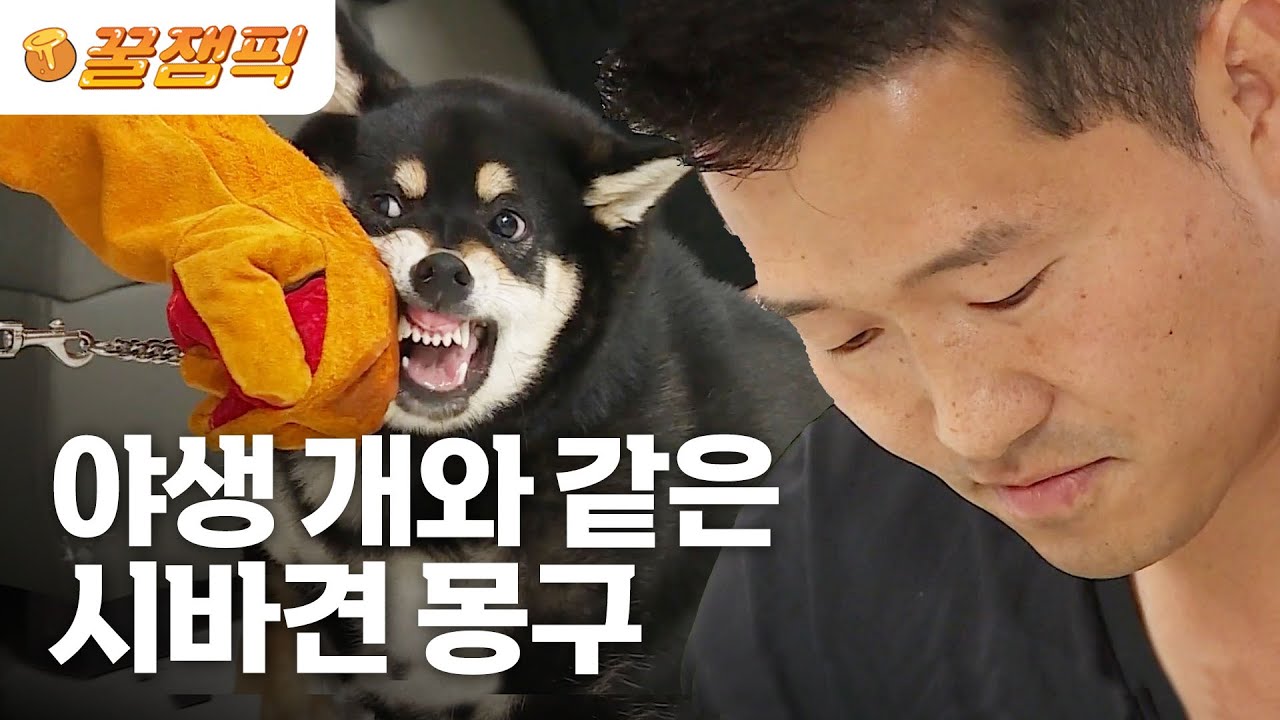 [#개는훌륭하다] 