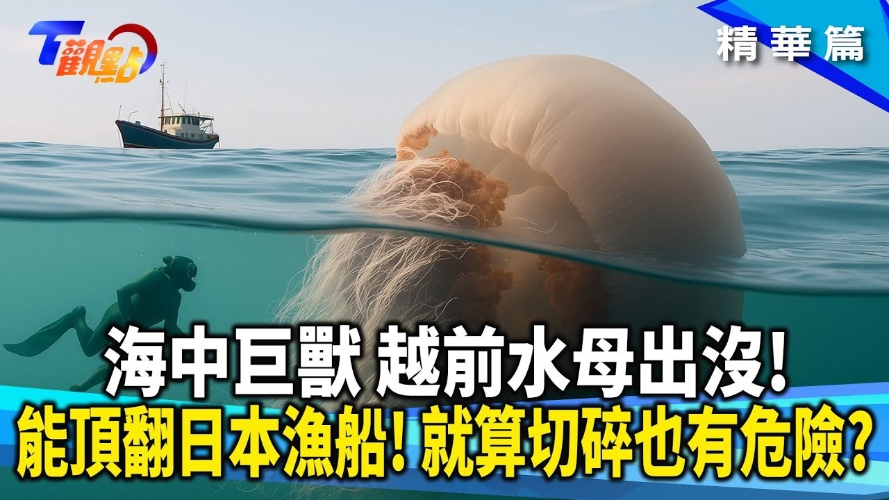 超再生！越殺還越多 巨型越前水母遍佈日韓海域 撞翻船隻!詭異仙后水母倒立漂浮 為行光合作用？！  還能化身保養聖品？！【#T觀點】20251025(2/3)#莊開文 #水母