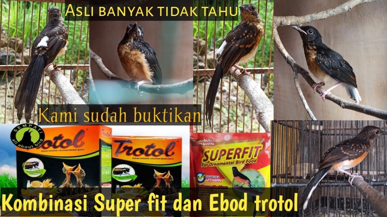Kombinasi super fit❗dan ebod trotol❗untuk trotol loloh induk SEHAT❕❓ Part.2 #TernakMuraiBatu #Trotol