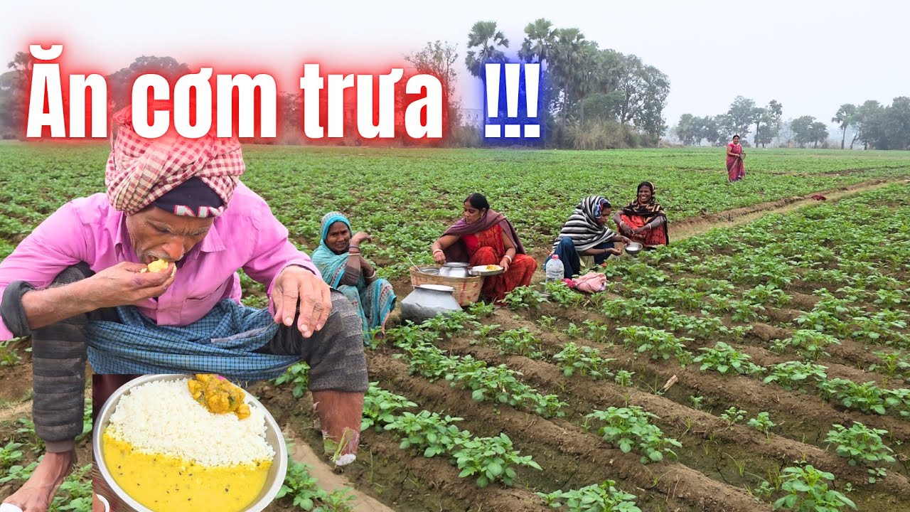 Những người nông dân Ấn Độ ăn cơm trưa sau buổi sáng làm đồng! #quangthanhvlog #QuangThanhVlog