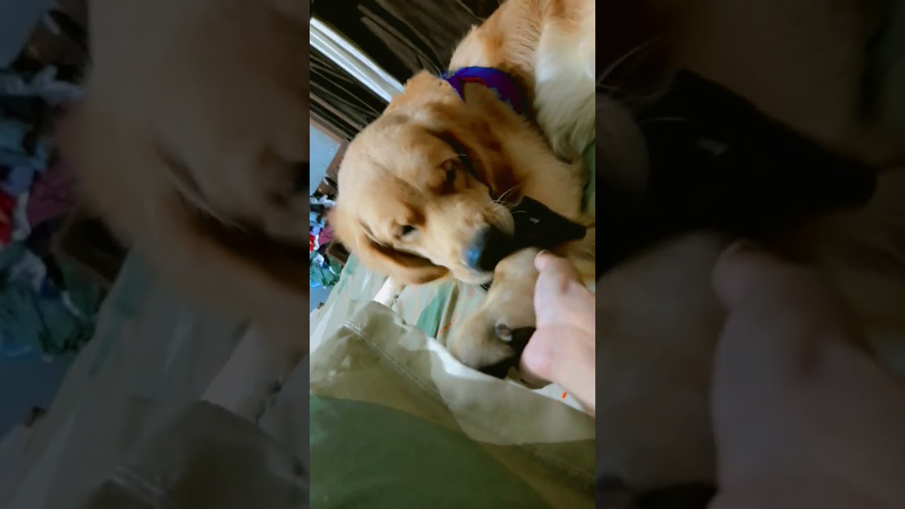 socks mangi c hath h fdan lg gya 🤣🧿♾️🐶 do subscribe fr more