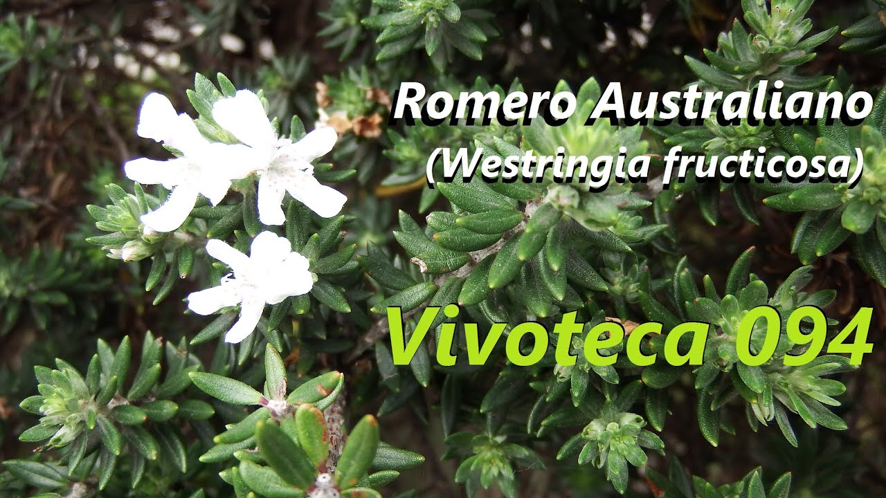 Vivoteca 94 Romero australiano Westringia fruticosa