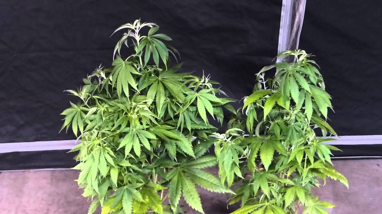 PsyGen AKiesel Cannabis Grow Update 6 - presented by TheSocialGrow.com