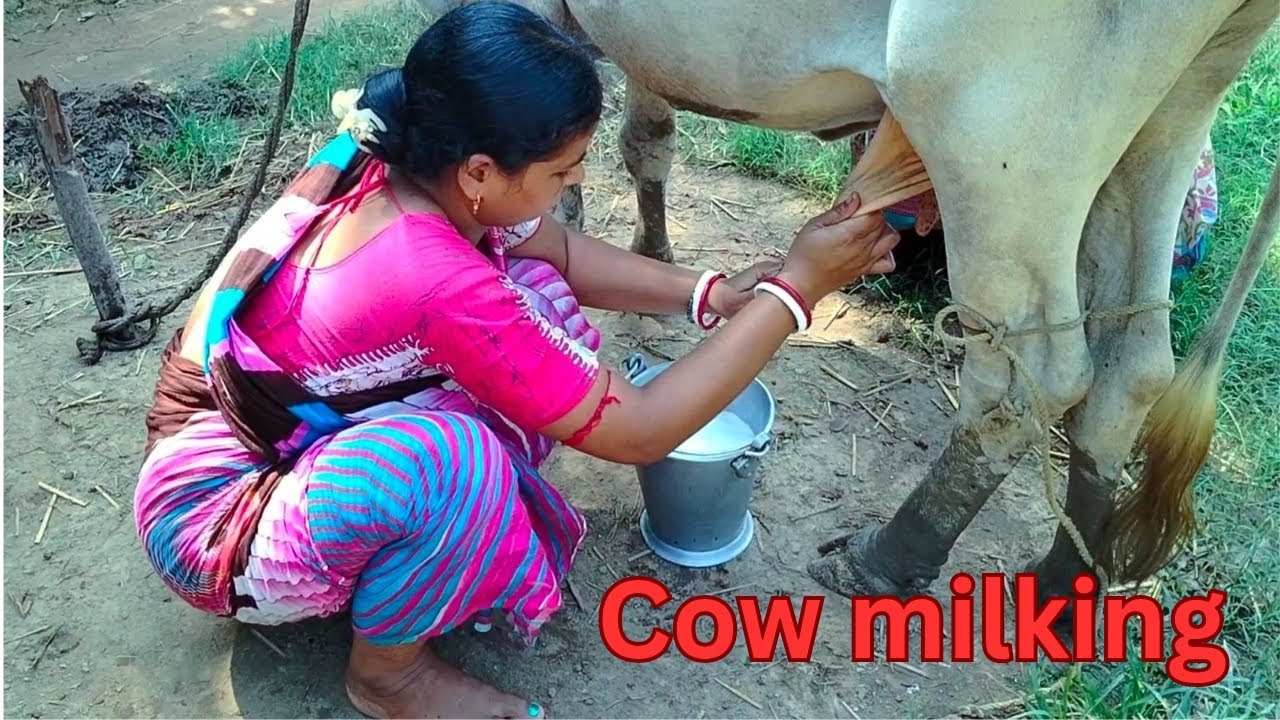 Cow videos//Cow milking by hand, Ep-13