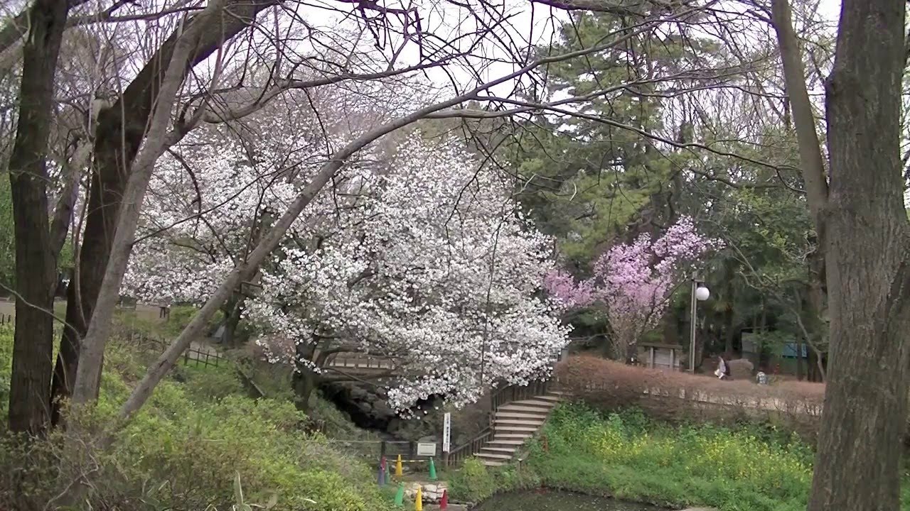 デスクトップ お花見 2016ー2　Japanese typical spring scenery