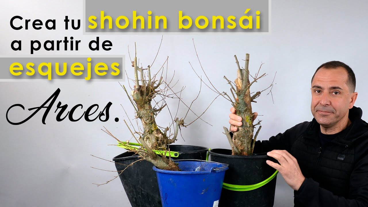 Crea tu shohin bonsái a partir de esquejes de Arces Burguerianos (Acer Buergerianum)