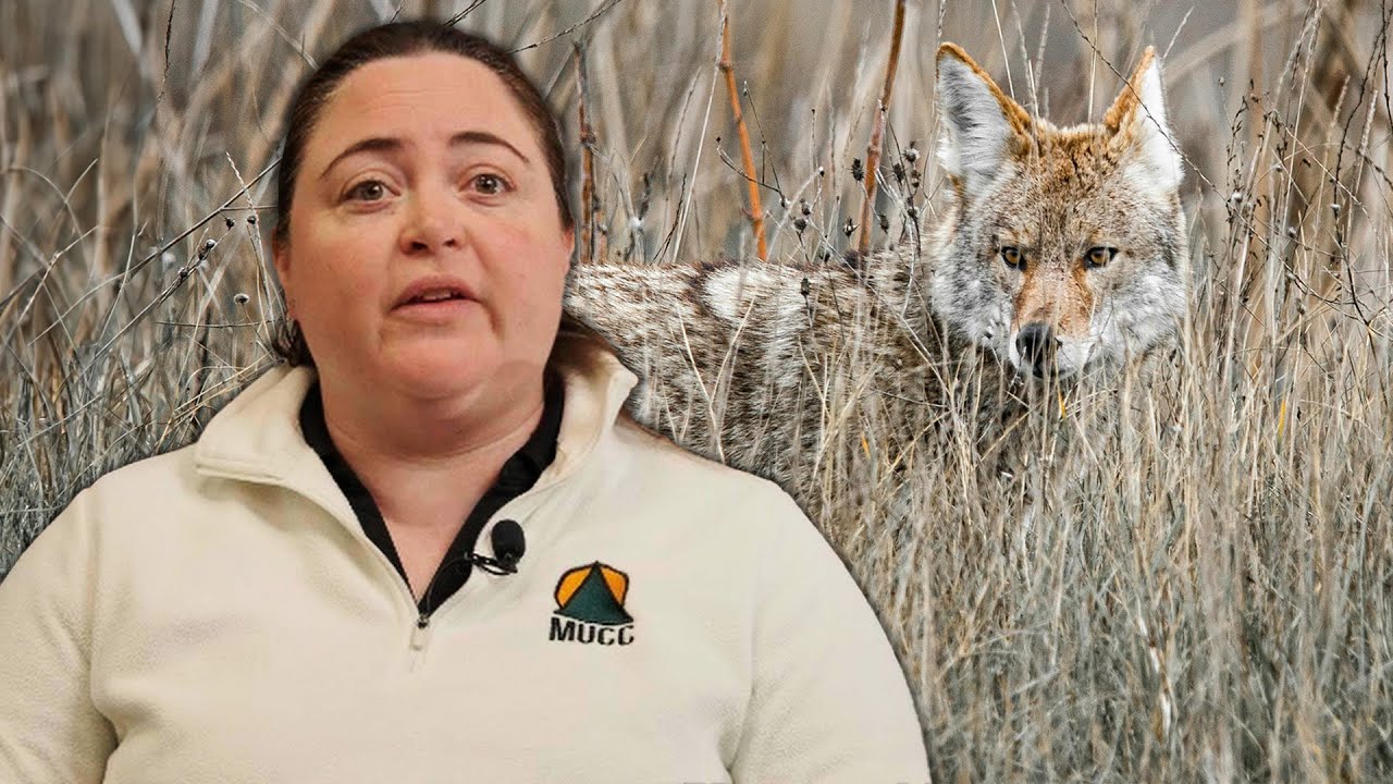 The Battle for Coyote Hunting in Michigan: Science vs. Perception | Amy Trotter MUCC