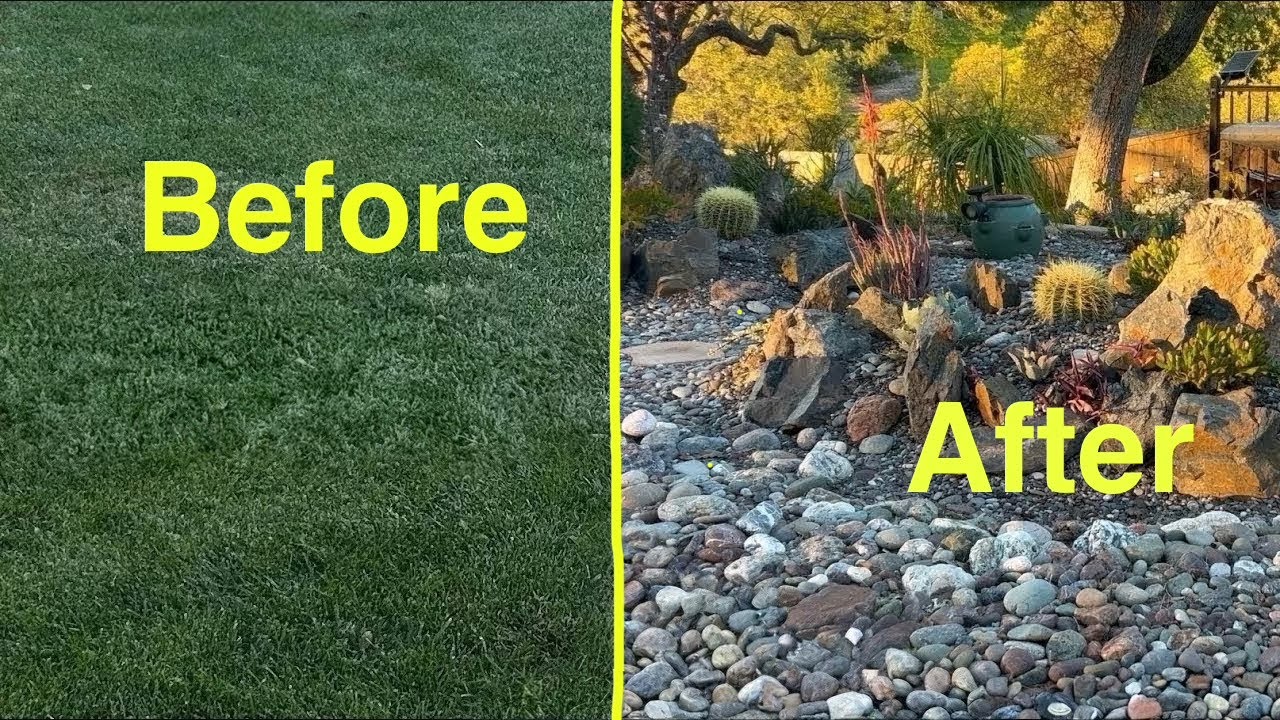 From Lawn to Xeriscape Paradise 🌿 | Garden Stroll & Specimen Highlights