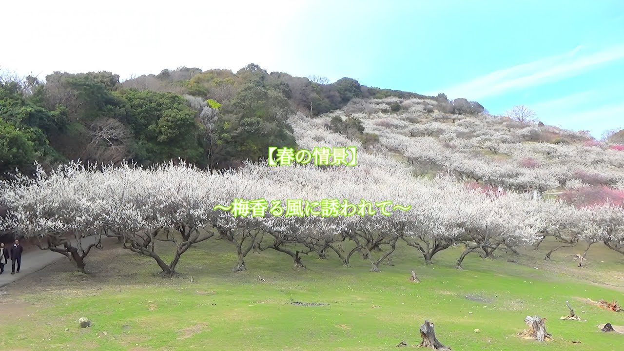 【春の情景】〜梅香る風に誘われて〜　2026年03月09日撮影　(兵庫県たつの市：綾部山梅林)　#梅林 #たつの市