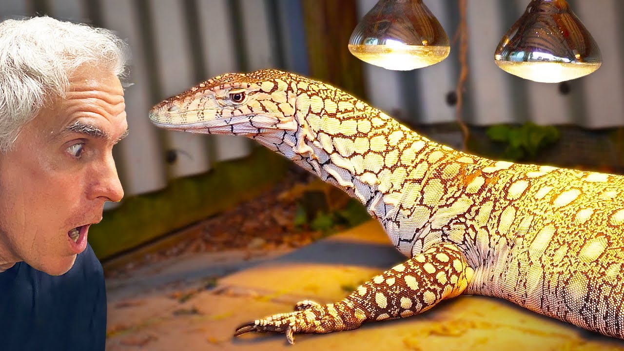 Ultimate GIANT Monitor Lizard Outdoor Cage Tour!