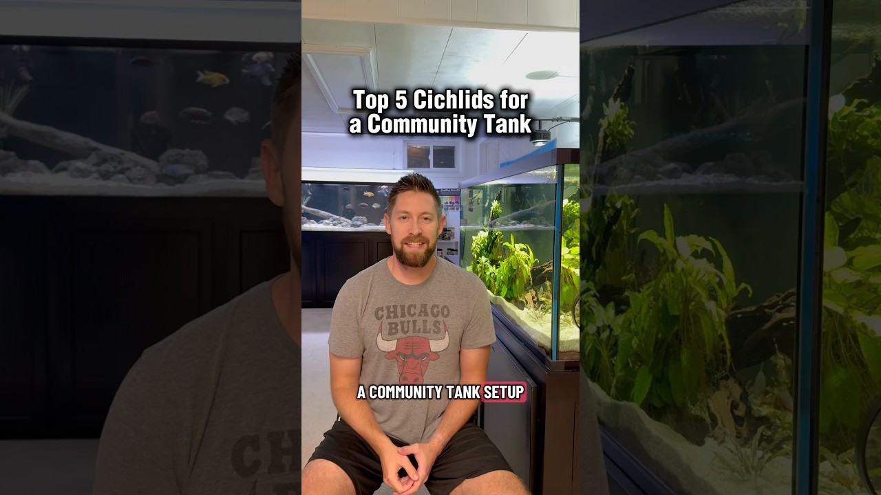 Top 5 Cichlids for a Community Tank