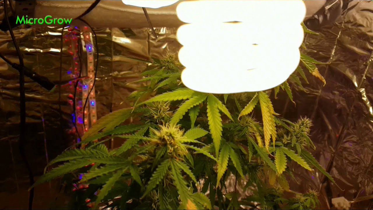 Stealth DIY grow closet DWC CFL 100w update 4