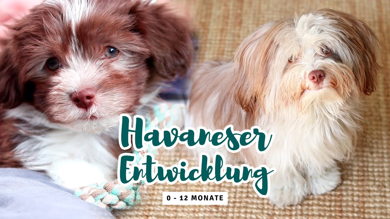 Vom Welpen zum Junghund - 1 Jahr  Entwicklung im Rückblick - Happy Birthday Erwin 🎂