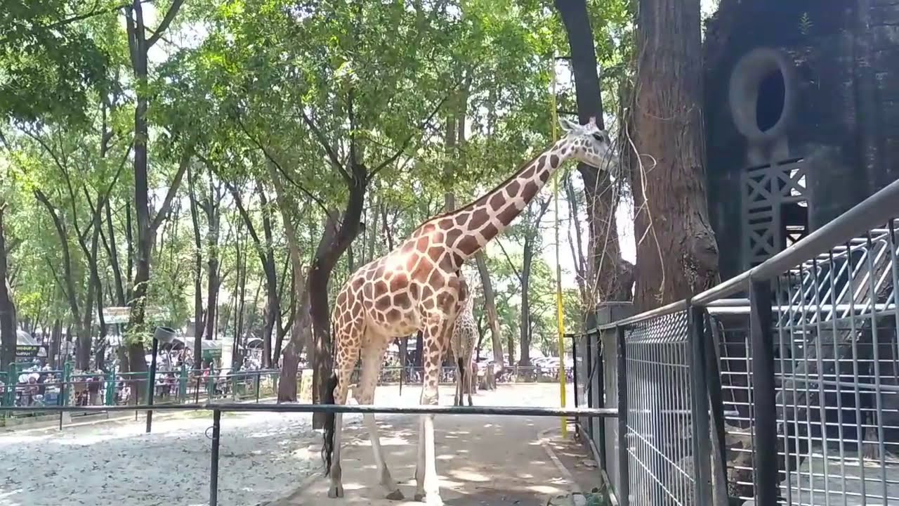 Jerapah di ragunan