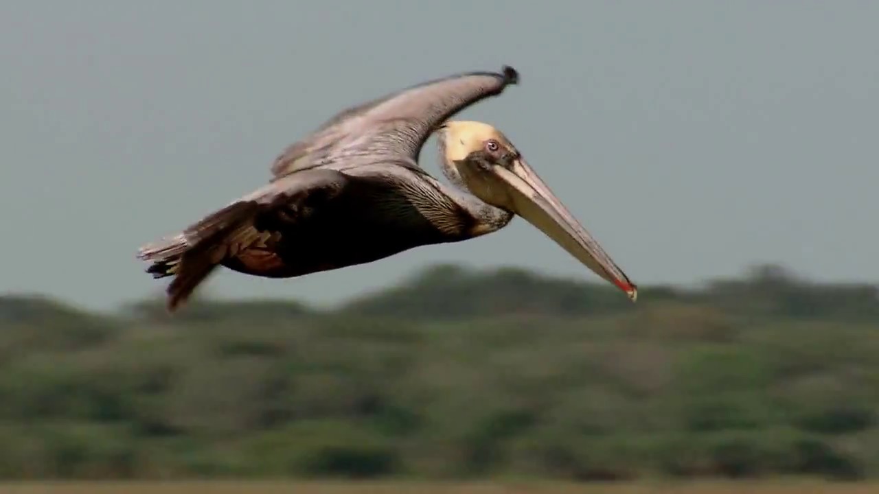 Pelican Survivors | Georgia Outdoors