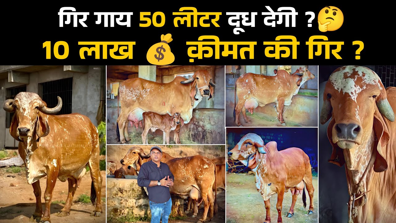 Gir गाय का पूरा सच || Complete details जाने फिर शुरू करे अपना farm 👍 आदियोग गिर गौशाला