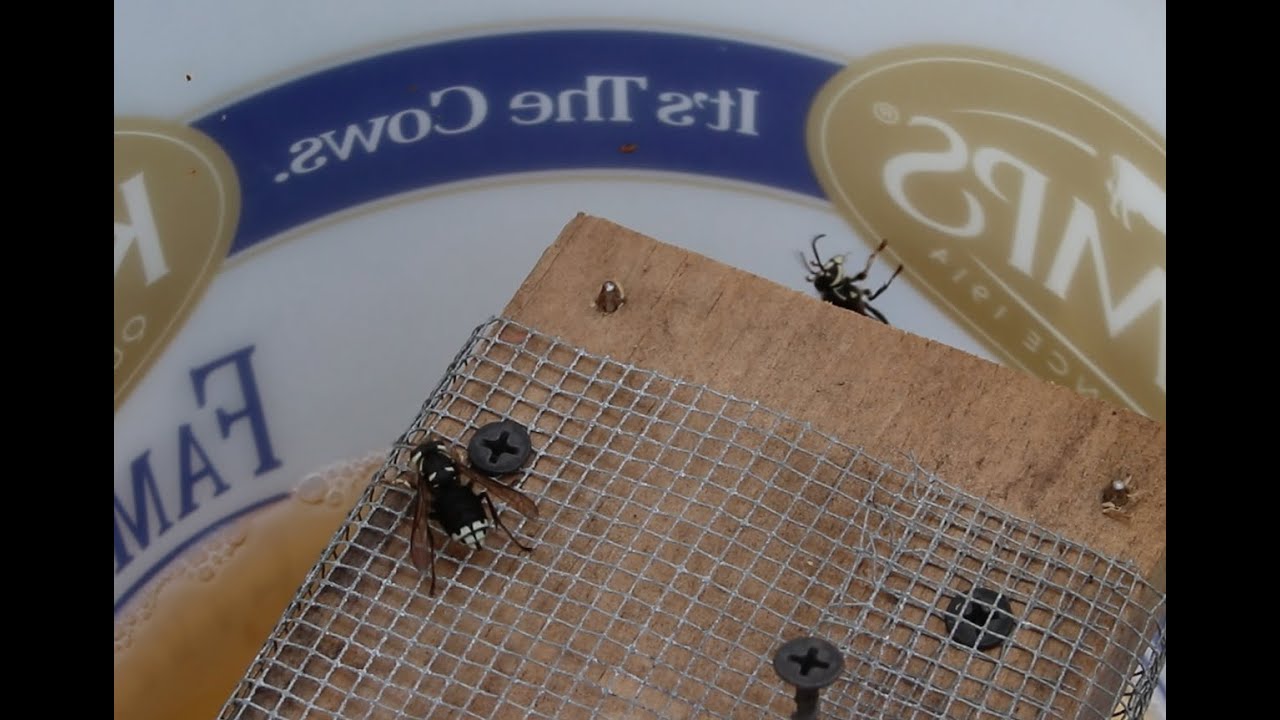 Free Bald Face Hornet Trap
