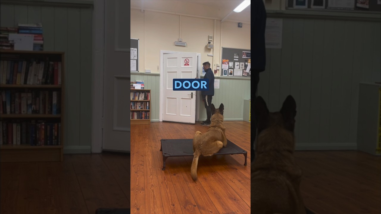 ADVICE: Is your dog reactive when guests arrive? 🐶 #dogtraining #dogs #malinois #advice