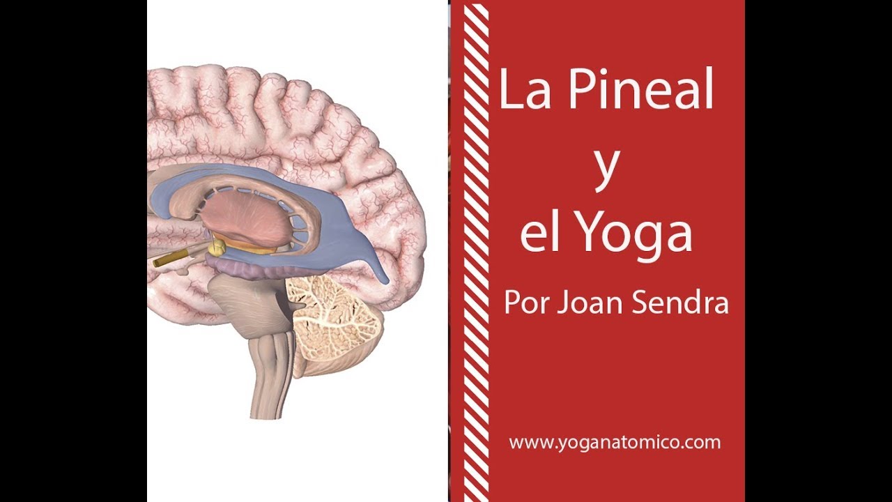 LA GLÁNDULA PINEAL Y EL YOGA