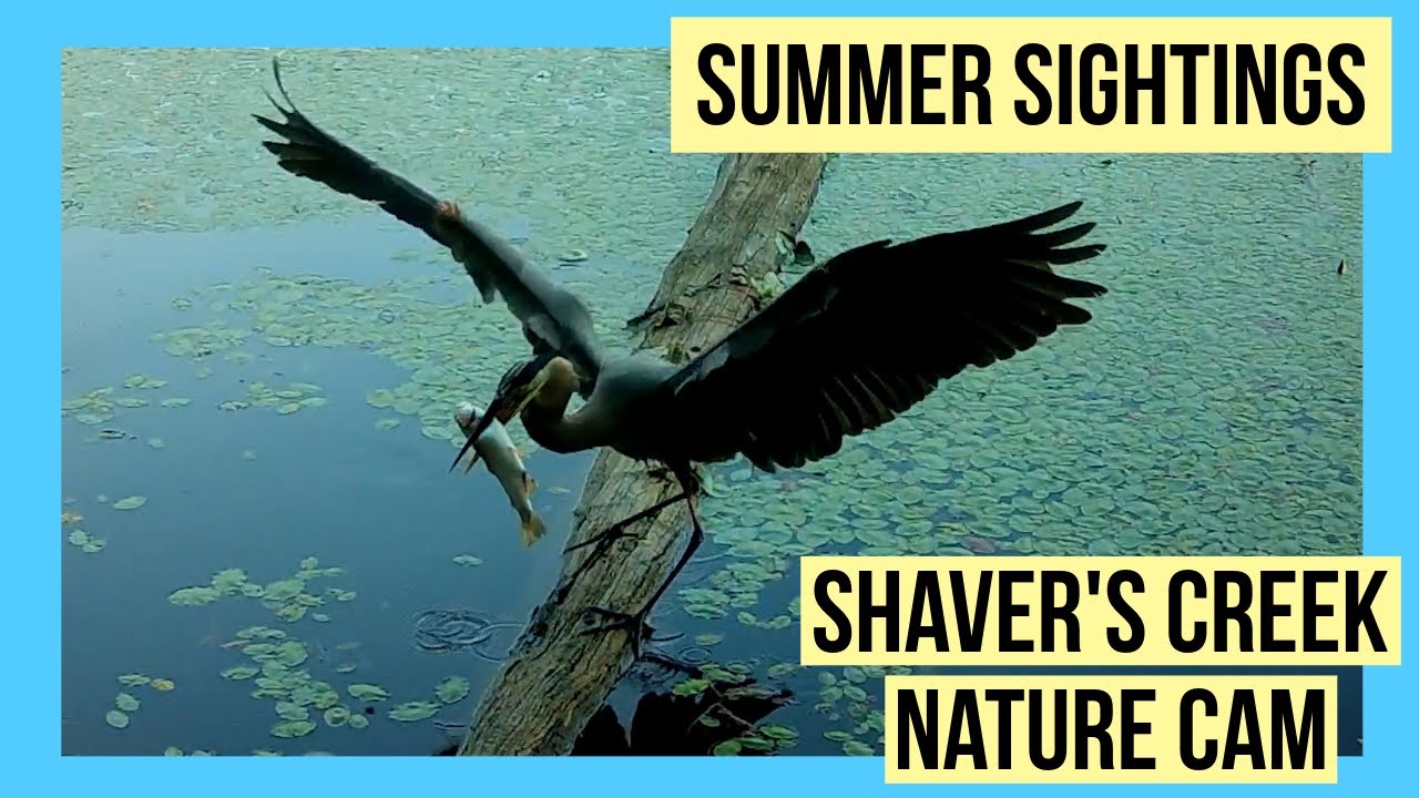 Bustling birds, bear sightings & a curious bobcat | A Season at Shaver's Creek | Summer 2025