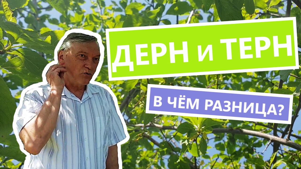 Дерн и Терн в чем разница?