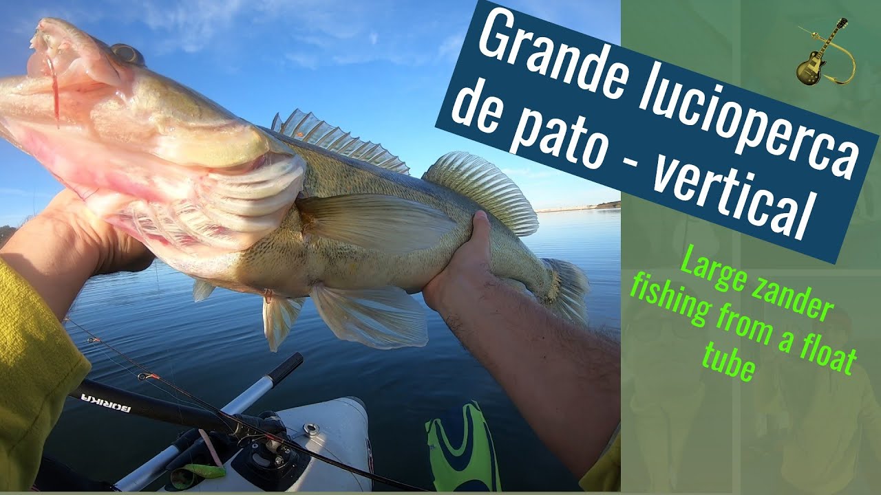 Luciopercas de pato. Large Zander (sandre) fom a belly boat