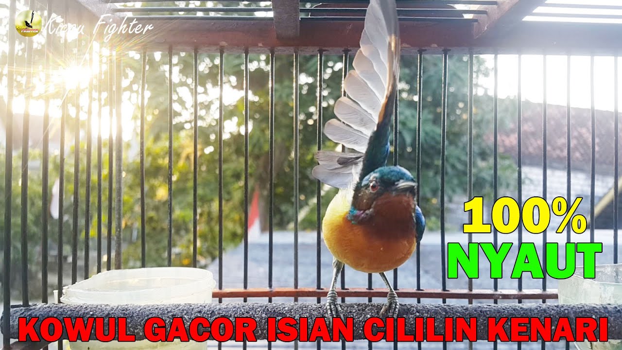 Kolibri Wulung Manapun 100% Dijamin NYAUT GACOR Dengan PANCINGAN Kowul GACOR Isian Cililin Ini