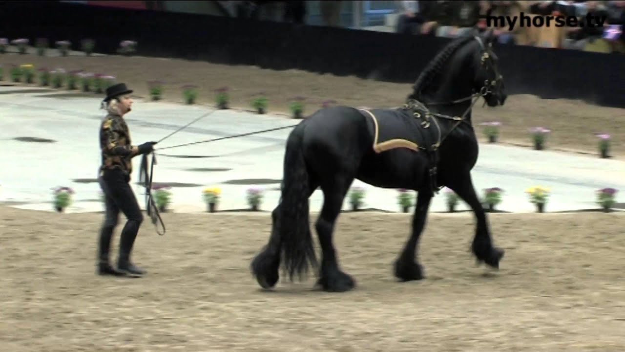 Klassisk Dressur med lange liner - Del 2