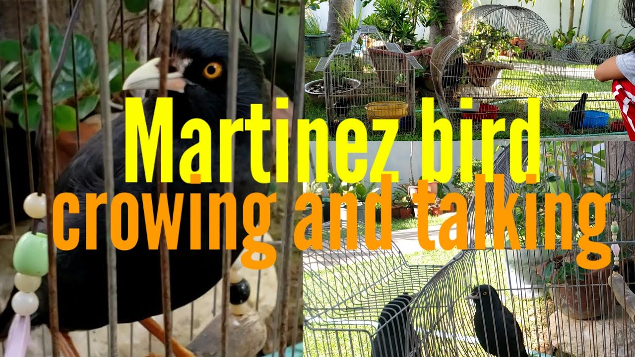 Martinez Bird / Crested Myna, Talking ,Crowing, Lovely ,Cage Bird
