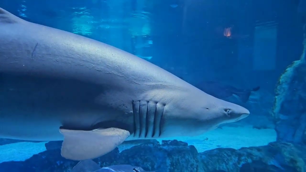 Exploring South Korea - Shark at Sea Life COEX Seoul Aquarium, Seoul
