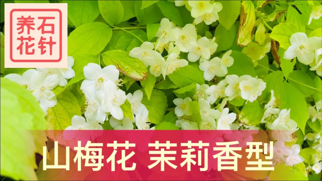 具有茉莉香型的山梅花 - 闻香、赏叶的庭院灌木 - mock orange