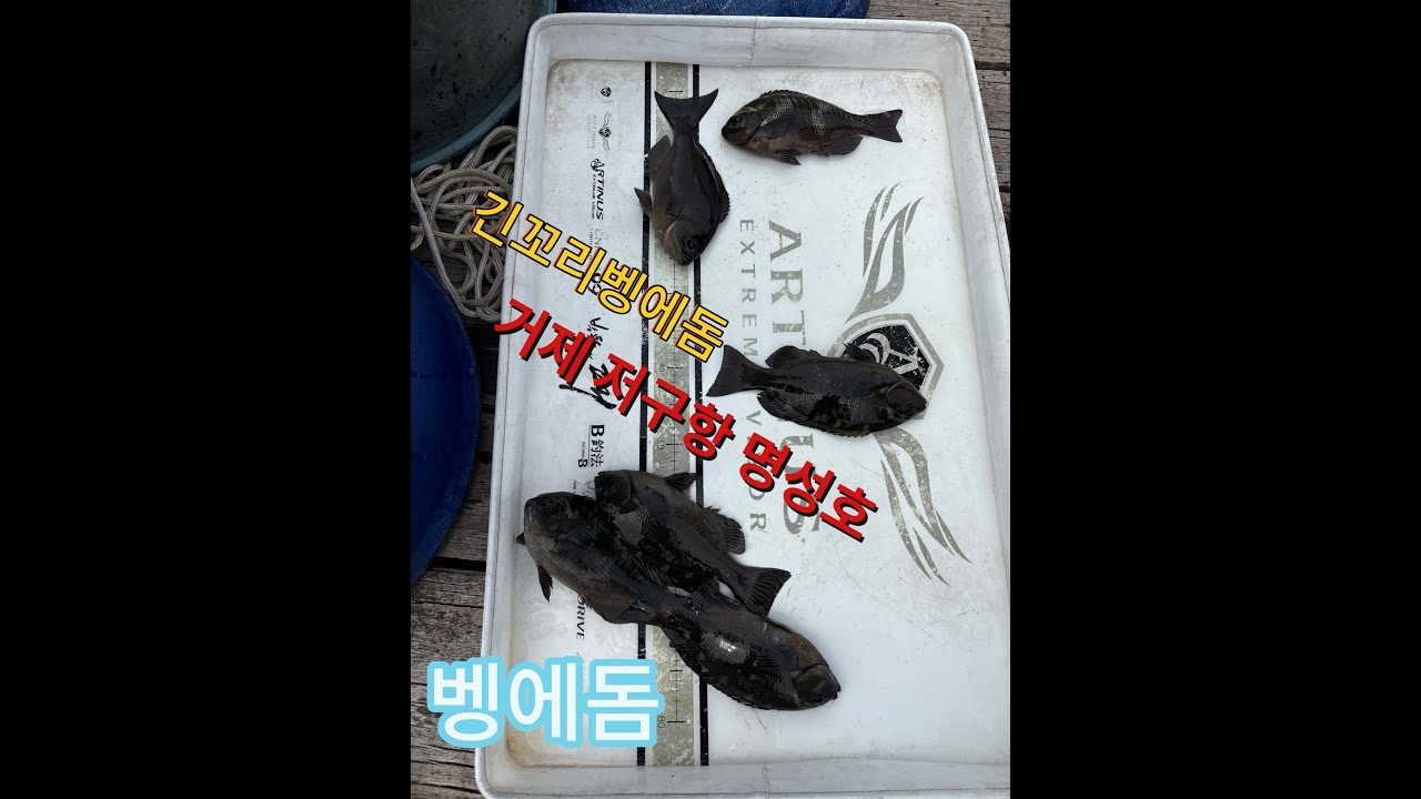 매물도 수리바위 여덩이자리! 벵에돔 입질이 예민할때 원줄낚시! 라인텐션유지!