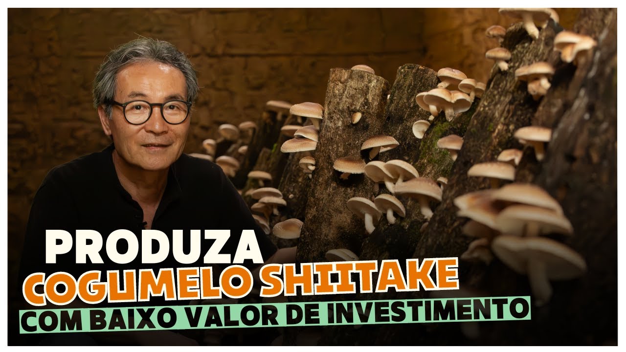 🍄 Segredos Revelados: Cultivo de Shiitake em Toras para Lucrar com Sua Propriedade Rural !