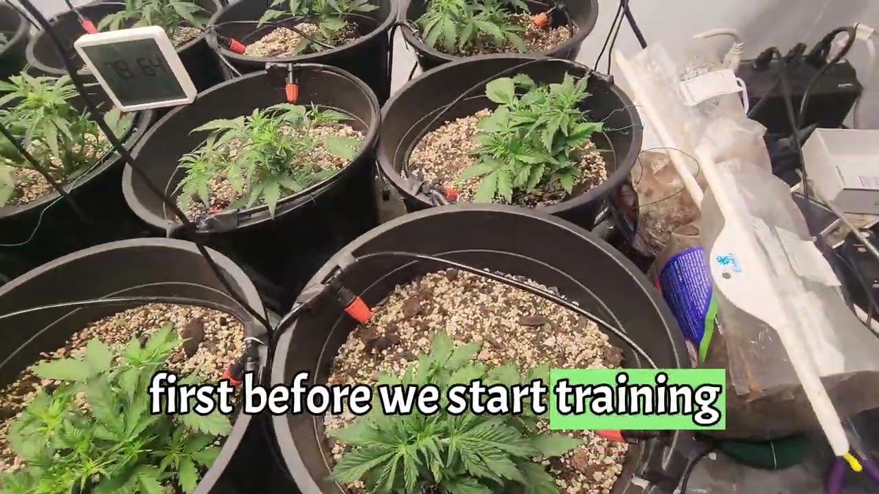 RRF Season1, First Autoflower Run, Episode 5: When to start LST, raise light intensity, and feed