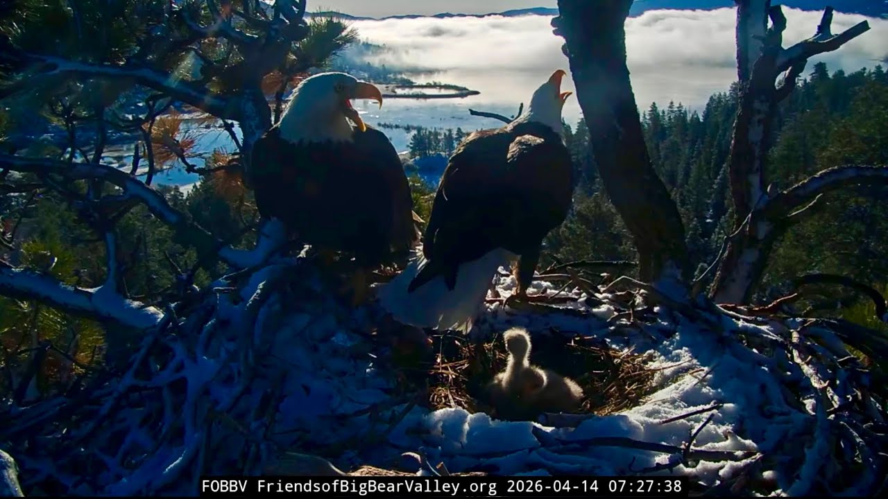FOBBVCAM Eagles🦅Jackie & Shadow Protect Chicks From All Threats💥Weather➕Predators➕Hunger🦸2026 Apr 14
