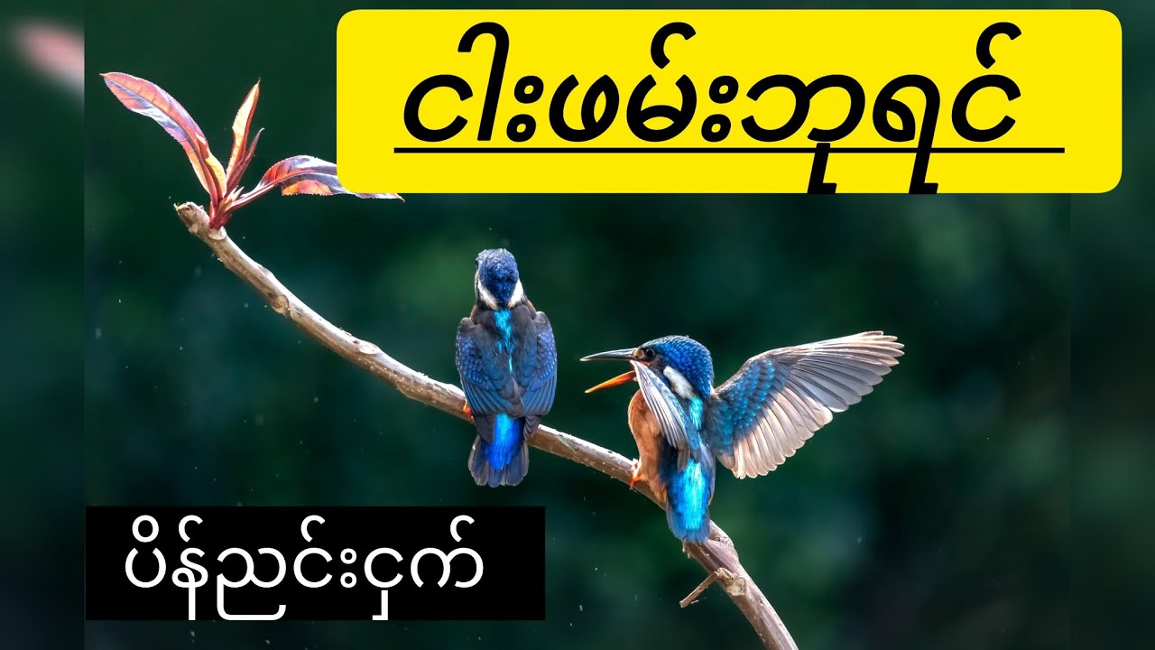 ငါးဖမ်းဘုရင်(kingfisher)တွေရဲ့ဘဝ