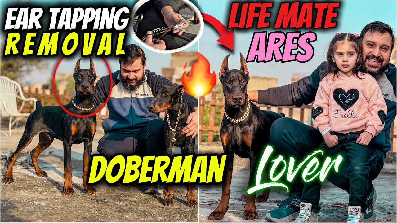 Ear Taping Removal | Life Mate Ares | doberman Lover 