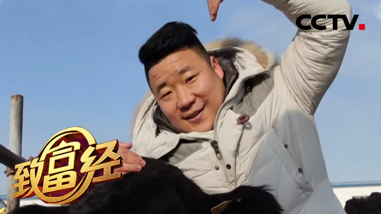 《致富经》33岁小伙和他的12万头牛 20200327 | CCTV农业