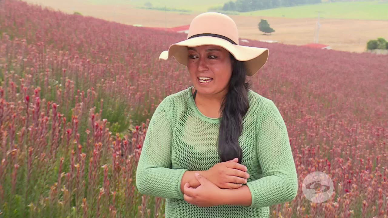 Tareas propias del cultivo de proteas | La Finca de Hoy