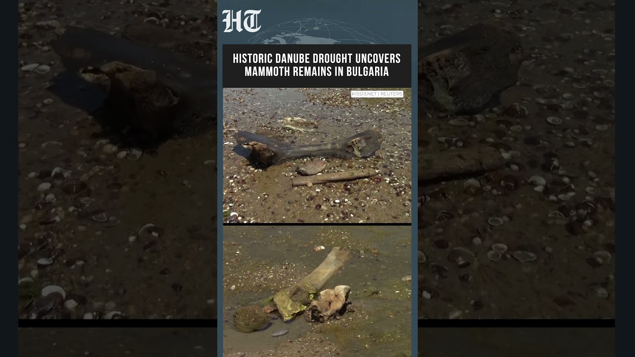 Ancient Mammoth Skeleton Discovered Along Bulgaria's Drought-Hit Danube | #shorts