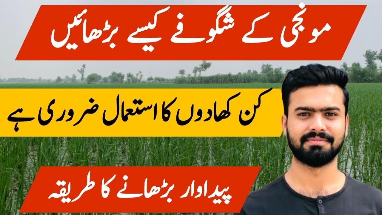 How to Increase Tillering of Rice Crop | Use of Fertilizer | Zaraat زراعت