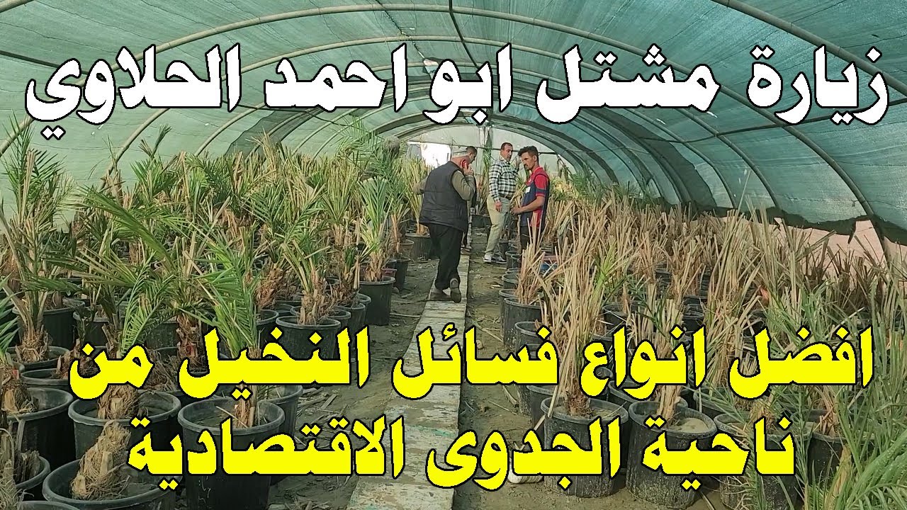 زيارة لمشتل أبو احمد الحلاوي – اسرار وأسعار واصناف النخيل المجذر والنسيجي