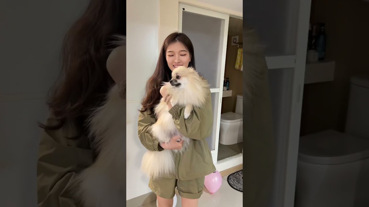 执崽之爪，铲屎到老✨ 小团子1岁啦，永远做个快乐的小狗 我们还要过很多个生日！#博美