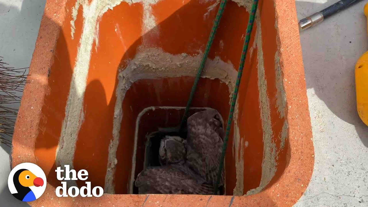 Owl Couldn’t Find His Mate And Sets Out To Save Her | The Dodo